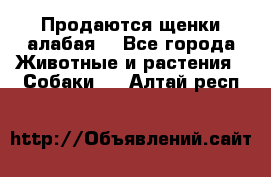 Продаются щенки алабая  - Все города Животные и растения » Собаки   . Алтай респ.